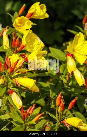 Serata Primrose Oenotera pilosella 'Yella Fella Foto Stock