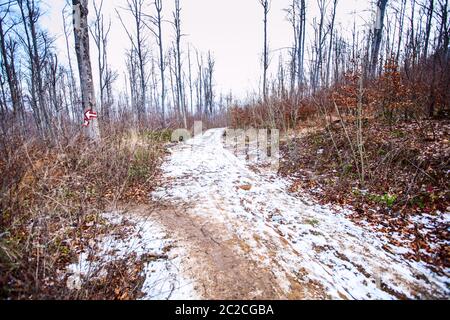 Inverno foresta alberi paesaggio con neve Foto Stock