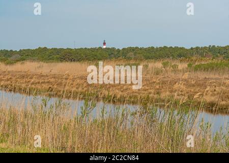 Faro di Assateague Island che appare sopra la Chincoteague National Wildlife Refuge Wetland in Virginia Foto Stock