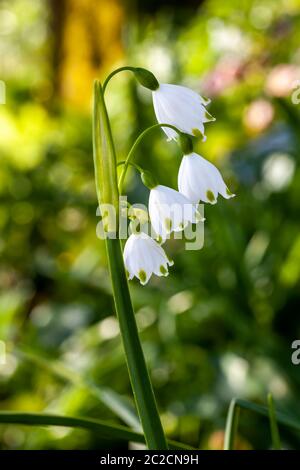 Leucojum aestivum 'Gravetye Giant' una lampadina a fiori a molla a forma di campana bianca, comunemente conosciuta come fiocco di neve estivo o giglio di Loddon Foto Stock