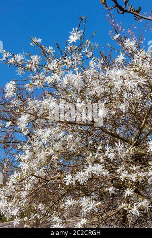 Stella magnolia (Magnolia Stellata) un arbusto di fiori bianchi di primavera o un piccolo albero Foto Stock