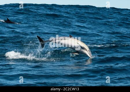 Comune Dolphin Breaching Foto Stock