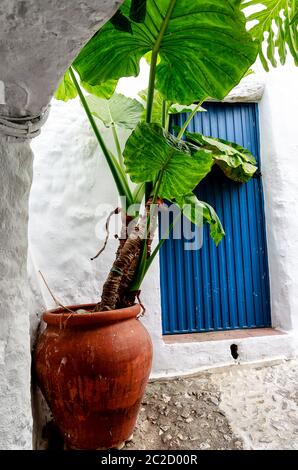 Pianta di Alocasia in vaso (chiamata anche orecchio di un elefante o maschera africana) di fronte ad una porta spagnola blu nel villaggio bianco andaluso di Frigillana. Costa del Sol, Spagna Foto Stock