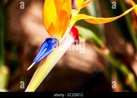 Uccello del paradiso, strelitzie esotici in un giardino tropicale Foto Stock