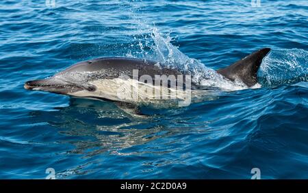 Comune Dolphin Breaching Foto Stock