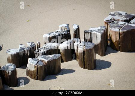 Pali di legno (Buhnen) che sorgono dalle sabbie del Mar Baltico proteggono la spiaggia e la costa Foto Stock