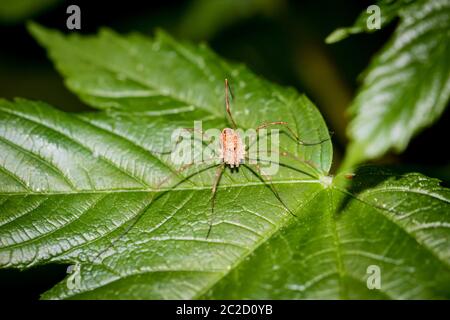 un ragno è un animale molto utile, spesso nascosto in angoli e in rete Foto Stock