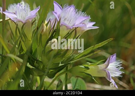 German Wreath-Loving anche German Fransenenzian Gentianella germanica Foto Stock