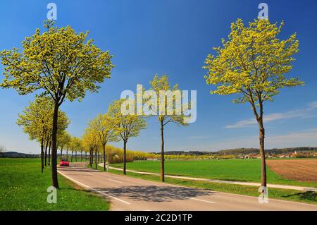 Ahornallee in primavera, auto rossa sulla strada, Svevia, Baviera, Germania, Europa Foto Stock