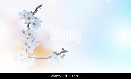 Bella natura blu sfondo.Colorful artistico Wallpaper.Natural Macro Photography.Beauty in Nature.Creative Floral Art.Tranquace natura closeup view.Blurred spazio per il tuo testo.Abstract Primavera Fiori.Blue Sky. Foto Stock