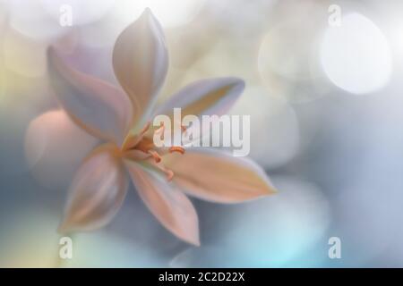 Bella natura blu background.Colorful artistico Wallpaper.Natural Macro Photography.Beauty in Nature.Creative Floral Art Design.tranquil natura closeup view.Blurred spazio per il tuo testo.Abstract Primavera Fiori.Blue Sky.Wedding invito o Card. Foto Stock