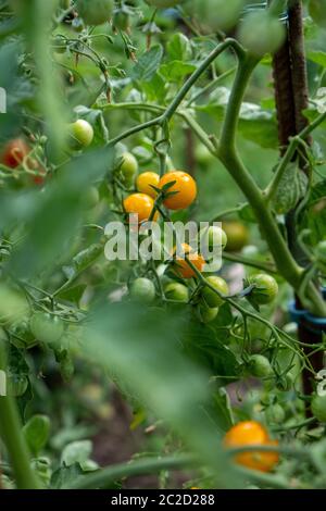 piccoli pomodori gialli e ancora immaturi verdi sull'arbusto in giardino in estate Foto Stock