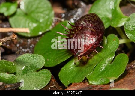 Casco orchidea con frange in fiore. Foto Stock