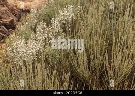 Spartocytisus supranubius, scopa bianca, retama, fioritura nel Parco Nazionale delle Canarie del Teide, Tenerife, Isole Canarie, Spagna Foto Stock