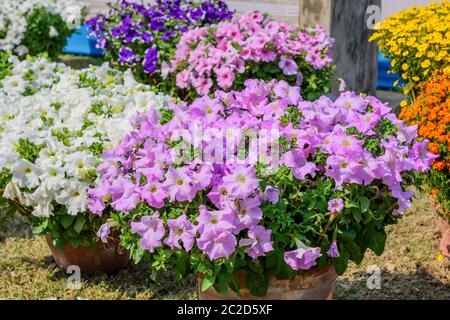 Aubrieta (Aubretia Brassicaceae) di piante e fiori. Un sun amorevole sempreverdi e perenne con fiori piccoli viola, rosa o bianco fiorisce in primavera per Foto Stock