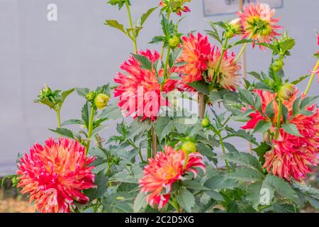 Colore rosa o di erba cipollina Allium forma fiore del crisantemo. Un sun amorevole flora fiorisce in primavera a tarda estate. Un molto popolare per il bouquet. La sua col Foto Stock
