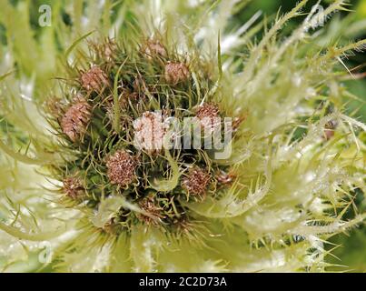 Macro graffio alpino tistello Cirsium spinosissimum Foto Stock