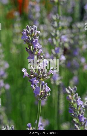 Lavandula angustifolia Foto Stock