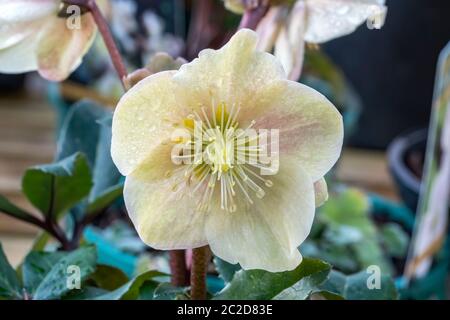 Helleborus x ballerdiae 'Cinnamon Snow' una pianta di fiori di primavera invernale Foto Stock