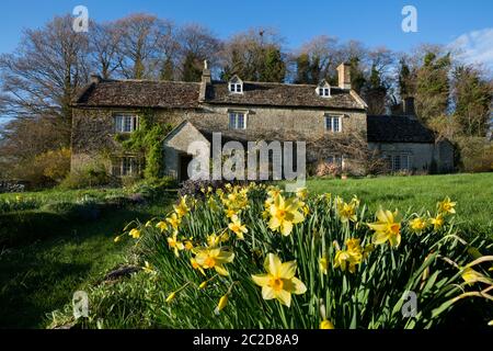 Cotswold casa colonica con narcisi primaverili, Eastleach, Cotswolds, Gloucestershire, Regno Unito Foto Stock