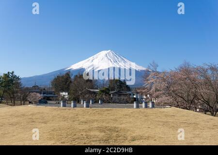 Northern Shores di Kawaguchiko dove alberi di ciliegio sono piantati per 1.2km lungo il lago e Chureito Pagoda sono le viste più panoramiche possono essere catturati c Foto Stock