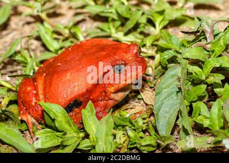 Big Red rana pomodorro, specie del genere Dyscophus, Dyscophus antongilii. Esso può essere trovato nella città di Maroantsetra fosso. Quando minacciato, una rana pomodorro puff Foto Stock