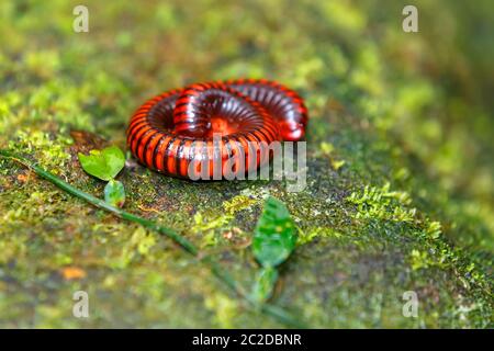 Millepiedi nella foresta pluviale. Madagascan Fire millepiedi, pres. Aphistogoniulus Corallipes nel Parco Nazionale Masoala in Madagascar la fauna selvatica e la natura selvaggia Foto Stock