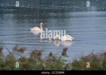 Mute cigno in lotta in un lago in sassonia Foto Stock