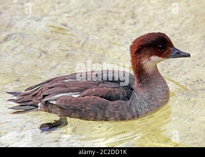 Nana vide Mergellus albellus Foto Stock