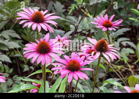 Echinacea purea 'agnus' una pianta erbacea rosa porpora perenne estate autunno fiore comunemente conosciuta come coneflower Foto Stock