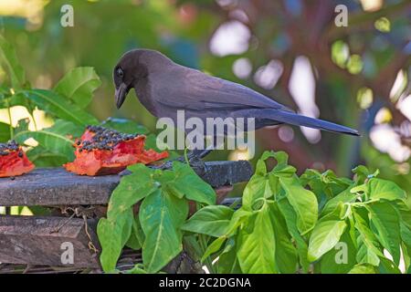 Cowbird gigante che si nutra su un Mango nel Pantnal in Brasile Foto Stock