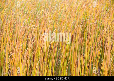 Caduta lamelle arancione in movimento sullo sfondo del vento. Il sottobosco di Canne al vento. Erba selvatica accanto all'acqua. Ciuffo di erba. Foto Stock