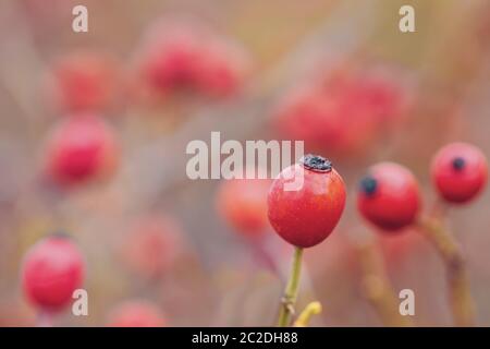 Radica, rosa selvatica hip arbusto in natura, Autumn Fall tono colore Foto Stock