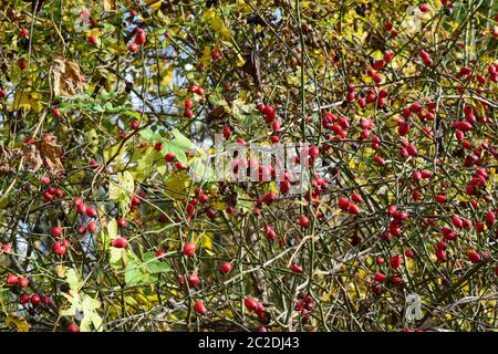 Bacche di Rosa canina sulla boccola. Autunno bacche. Foto Stock