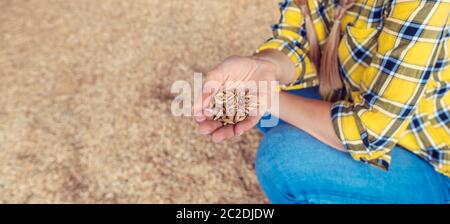 Mano del contadino che mostra la qualità dei chicchi di grano, close up Foto Stock