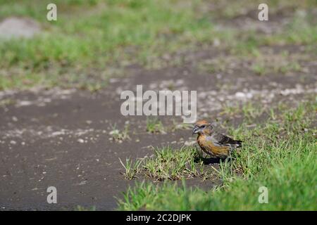 Red crossbill bere acqua in un pozze in autunno Foto Stock