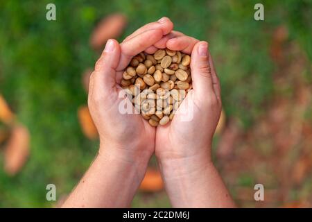 Mani che tengono i chicchi di caffè organici non tostati - caffè arabica Foto Stock