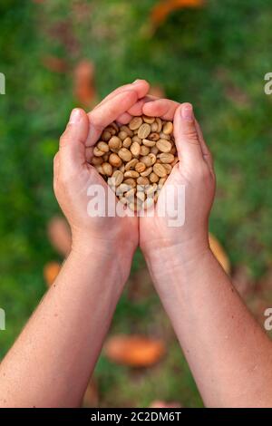 Mani che tengono i chicchi di caffè organici non tostati - caffè arabica Foto Stock