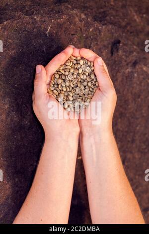 Mani che tengono i chicchi di caffè organici non tostati - caffè arabica Foto Stock