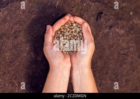 Mani che tengono i chicchi di caffè organici non tostati - caffè arabica Foto Stock
