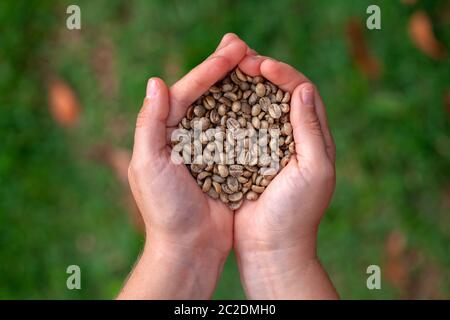 Mani che tengono i chicchi di caffè organici non tostati - caffè arabica Foto Stock