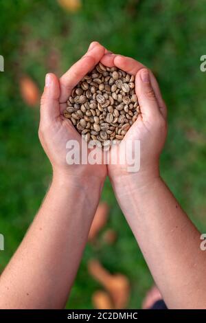 Mani che tengono i chicchi di caffè organici non tostati - caffè arabica Foto Stock