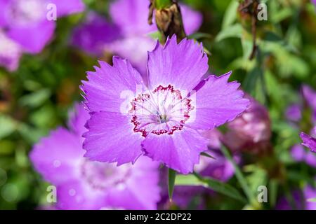 Dianthus amurensis 'Blu iberico' una pianta di fiori estivi viola rosa erbaceo comunemente conosciuta come rosa amur Foto Stock