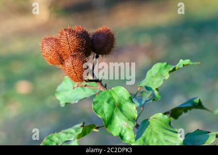 Cialde acchiote mature semi di Achiote Bixa orellana - Annuatto bijol condimento Foto Stock