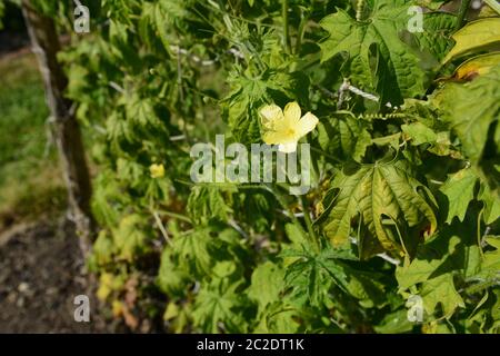 Unico fiore maschio su un melone amaro della vigna, circondato da lussureggiante verde delle foglie che crescono su rete Foto Stock