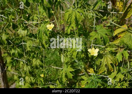 Due delicate maschio gourd Amaro fiori su un lussureggiante vitigno frondoso. Piccolo verde stame nel centro di petali gialli. Foto Stock