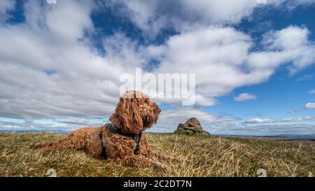 Un giovane cockapoo sdraiato su una collina sulla Campsie Fells in Scozia Foto Stock