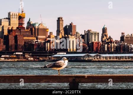 Vista ravvicinata di una stalla di gabbiano sulla recinzione con lo sfondo di Brooklyn Heights dal lato est del fiume nella parte inferiore di Manhattan New York C. Foto Stock