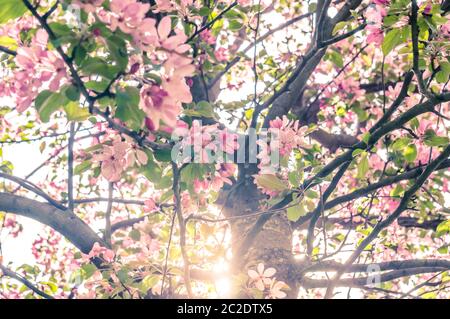 Rosa in fiore del melo in primavera con il sole che splende attraverso filiali Foto Stock