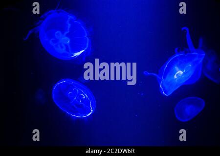 Misteriosa medusa galleggiando e navigando in acque blu profonde. Aurelia Aurita. Foto Stock